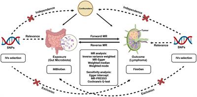 Causal relationships between gut microbiota and lymphoma: a bidirectional Mendelian randomization study